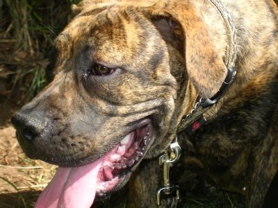 Boerboel Hunde Foto 34280 in höherer Auflösung ansehen Boerboel Anasha Freya 6 Monate