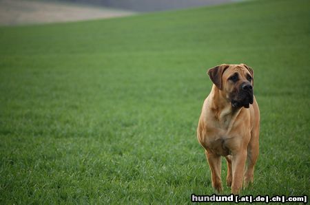 Boerboel Alex from Moloss House (Czech Rep.)