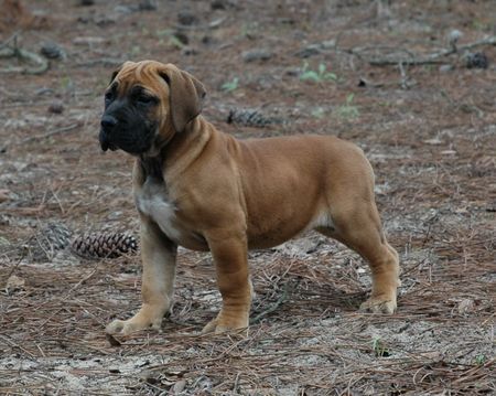 Boerboel Hunde Foto 40901 in höherer Auflösung ansehen Boerboel Veiligplek Amanda