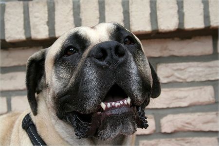 Boerboel Hunde Foto 33030 Boerboel Sugar - Impala Felicitas 2 Jahre