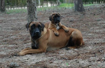 Boerboel Black Mask Kona & Veiligplek Arwen