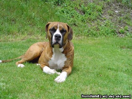 Boerboel Hunde Foto 13406 Boerboel Zulu / Hündin / 18 Monate