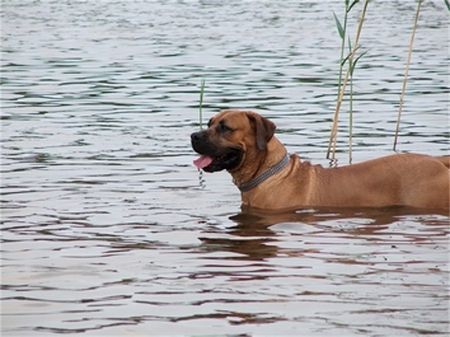 Boerboel Anasha Nelson...