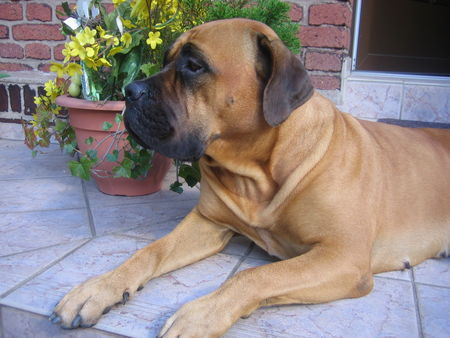 Boerboel Juna