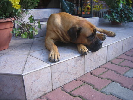 Boerboel Hunde Foto 40258 Boerboel Juna