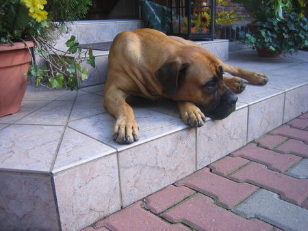 Boerboel Juna