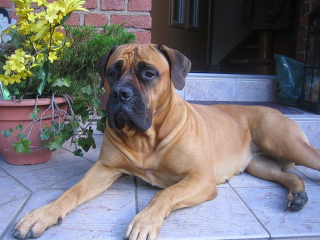 Boerboel Juna 2Jahre alt