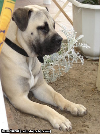 Boerboel Hunde Foto 24904 Boerboel Sugar F. Impala 1 Jahr alt