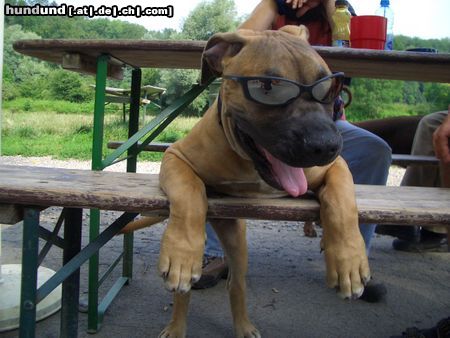 Boerboel Hunde Foto 16517 in höherer Auflösung ansehen Boerboel Rüde 17 Wochen alt