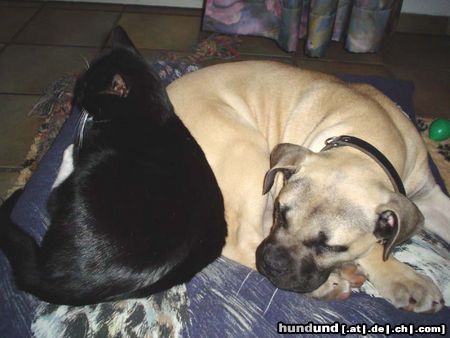 Boerboel Hunde Foto 16649 in höherer Auflösung ansehen Boerboel Sugar, 14 Wochen mit Kater
