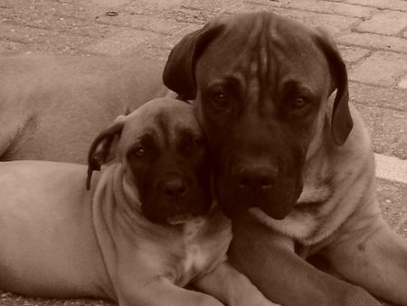 Boerboel Hunde Foto 26966 in höherer Auflösung ansehen Boerboel m&m Troy und m&m Noa
