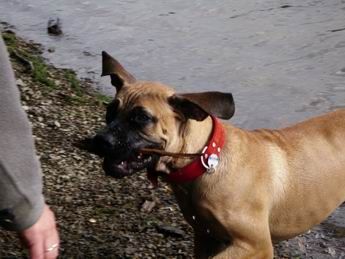 Boerboel Hunde Foto 33741 Boerboel Anasha Elliot 6 Monate