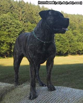 Boerboel Hunde Foto 25585 in höherer Auflösung ansehen Boerboel Anasha Gunny
