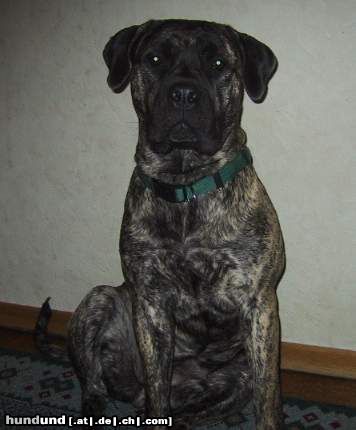 Boerboel Hunde Foto 25584 in höherer Auflösung ansehen Boerboel Anasha Gunny
