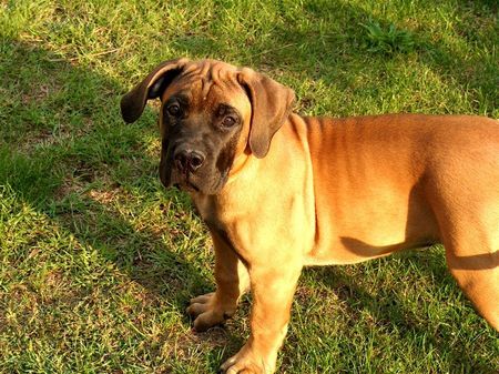 Boerboel Hunde Foto 35583 in höherer Auflösung ansehen Boerboel Marboella Happy....