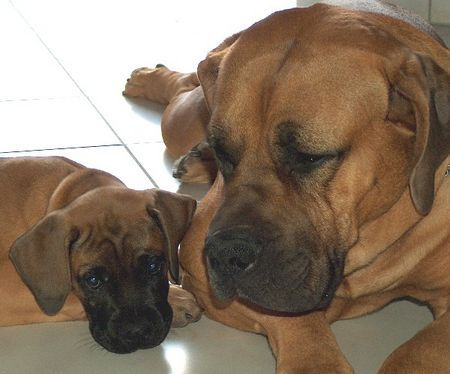 Boerboel Nelson & Happy