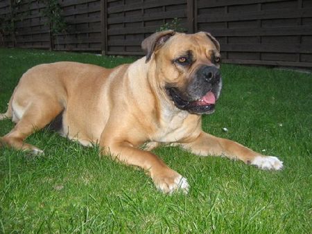 Boerboel