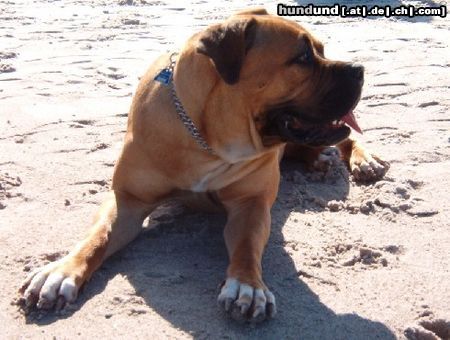 Boerboel Hunde Foto 21414 in höherer Auflösung ansehen Boerboel