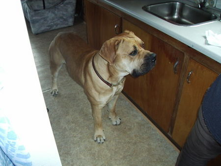 Boerboel oubaas