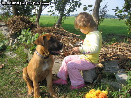 Boerboel Hunde Foto 26168 in höherer Auflösung ansehen Boerboel M&M Blommekie