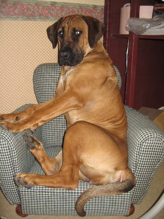 Boerboel Hunde Foto 27711 in höherer Auflösung ansehen Boerboel M&M Blommekie