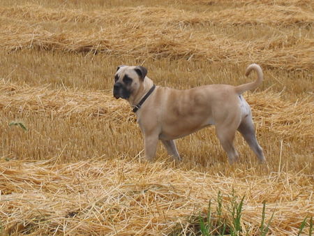 Boerboel Sugar - Impala Felicitas 2,5 Jahre