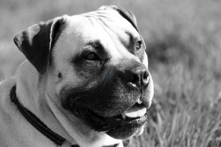 Boerboel Sugar - Impala Felicitas 3 Jahre