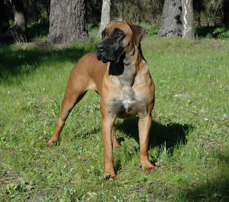 Boerboel Black Mask Kona