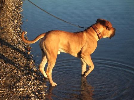 Boerboel