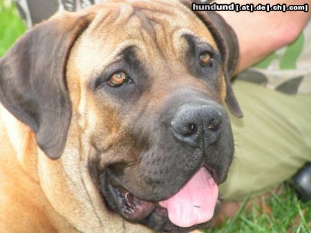 Boerboel Hunde Foto 26169 Boerboel M&M Boef