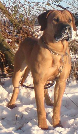 Boerboel Bavarian Mütze, 10 Monate