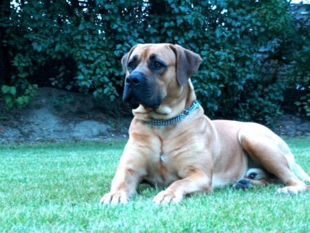 Boerboel Anasha Nelson...