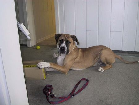 Boerboel Hunde Foto 30307 in höherer Auflösung ansehen Boerboel M&M Stippie
