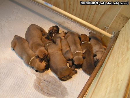 Boerboel Hunde Foto 20103 in höherer Auflösung ansehen Boerboel M&M Boerboelwelpen 2 woche