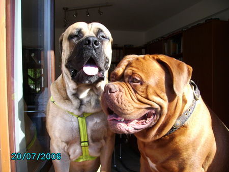 Boerboel Hunde Foto 33583 in höherer Auflösung ansehen Boerboel Viele grusse Chang & Sumo aus Bayern