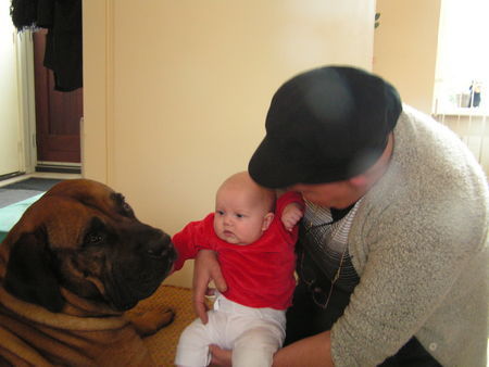Boerboel Hunde Foto 30314 in höherer Auflösung ansehen Boerboel aldo und seine kleine freundin Emelie
