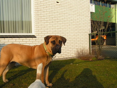 Boerboel Hunde Foto 30311 in höherer Auflösung ansehen Boerboel M&M Bella