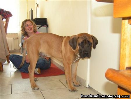Boerboel Hunde Foto 24666 in höherer Auflösung ansehen Boerboel M&M Bruno puppie 5 months