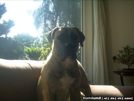 Boerboel Hunde Foto 7631 Boerboel Mein Boerboel
