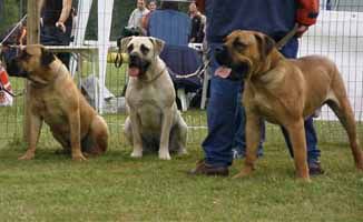 Boerboel Hunde Foto 2029 Boerboel