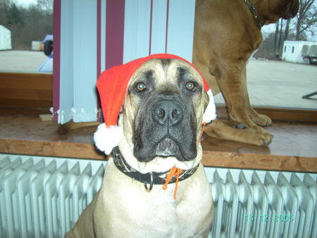 Boerboel Hunde Foto 27561 Boerboel Frohe Weihnachten M&M Chang