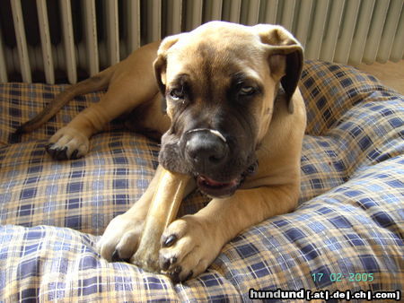 Boerboel Hunde Foto 26059 Boerboel Chang aus Neustadt/Do.