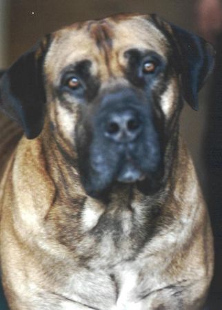 Boerboel Hunde Foto 30304 in höherer Auflösung ansehen Boerboel Aldo