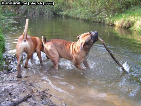 Boerboel Hunde Foto 26166 Boerboel Aldo und M&M Boef