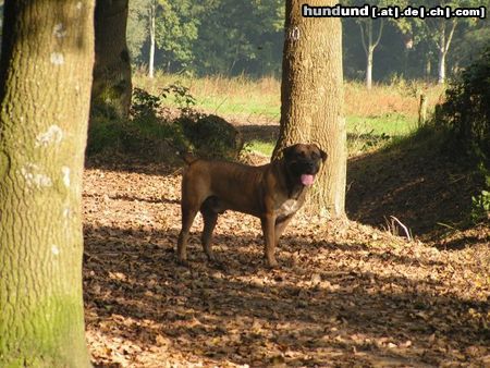 Boerboel Hunde Foto 26167 Boerboel Aldo
