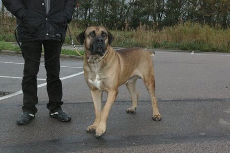 Boerboel Hunde Foto 26958 in höherer Auflösung ansehen Boerboel Aldo