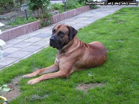 Boerboel Hunde Foto 23949 in höherer Auflösung ansehen Boerboel unseren aldo der father der puppy's