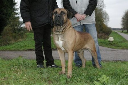 Boerboel Hunde Foto 26960 in höherer Auflösung ansehen Boerboel unseren Aldo