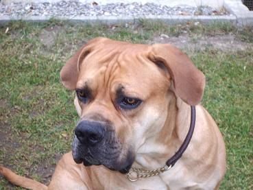 Boerboel oubaas