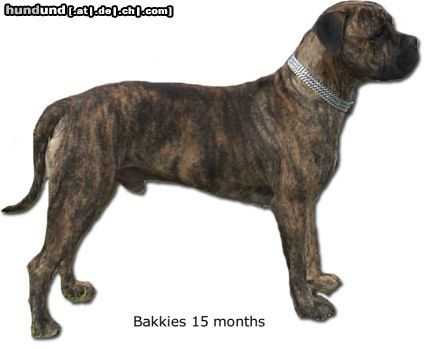 Boerboel Hunde Foto 24720 in höherer Auflösung ansehen Boerboel Anasha Bakkies 82.2% mit 15 Monate